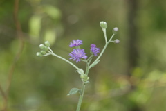 Vernonia albicans